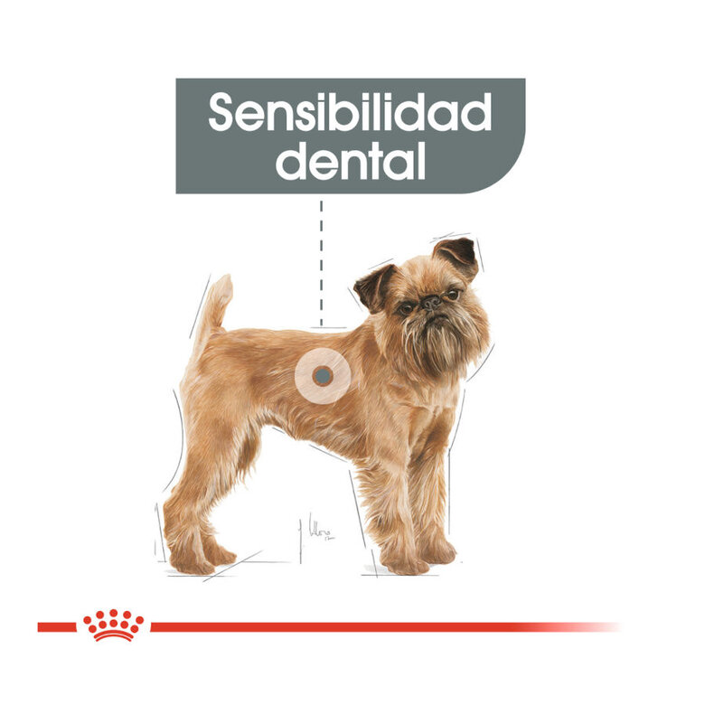 Royal Canin Mini Dental Care ração para cães, , large image number null
